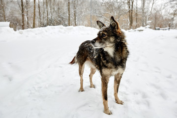 winter dog