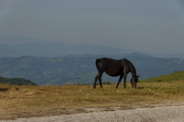 Mountain landscape and wild horse in Central Balkan, Stara planina, Beklemeto or Trojan pass, Bulgaria  