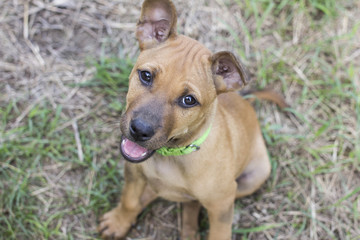 Brown dog looking camera.