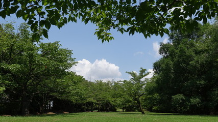 新緑と青空