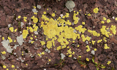 Moss and lichen on a red rock