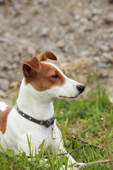 the Jack Russell Terrier dog