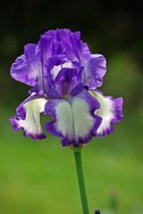 Iris panaché bleu et blanc au printemps au jardin