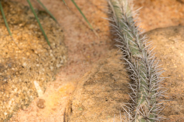 unusual creeping cactus on sand