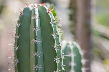 green cactus in macro