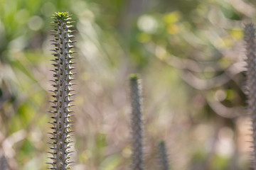 long and tall cactus
