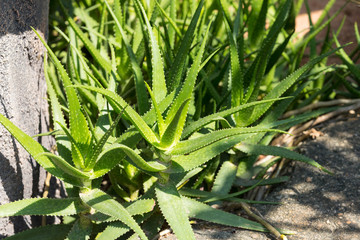 Aloe plant with thorns in the sunlight
