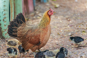 chicken brooding hen and chicks in a farm (chick)