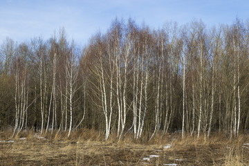 White  birches in the spring park