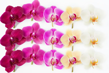 Fototapeta na wymiar pattern with orchids flowers with water drops on it on white background