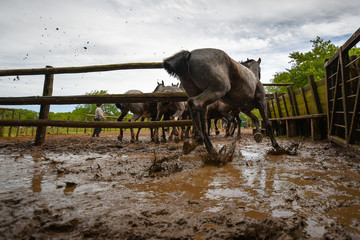 Silver dapple horses running in the mud in a paddock.