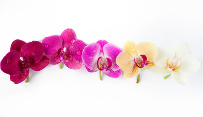 Fototapeta na wymiar pattern with orchids flowers with water drops on it on white background