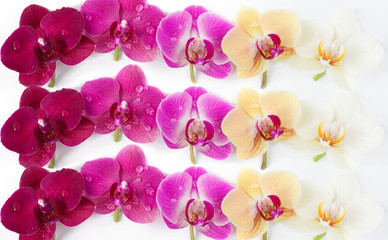 Naklejka na ściany i meble pattern with orchids flowers with water drops on it on white background