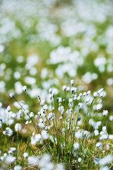 flowered cotton grass in a Finnish swamp