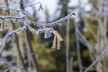 Hoar frost on Plants