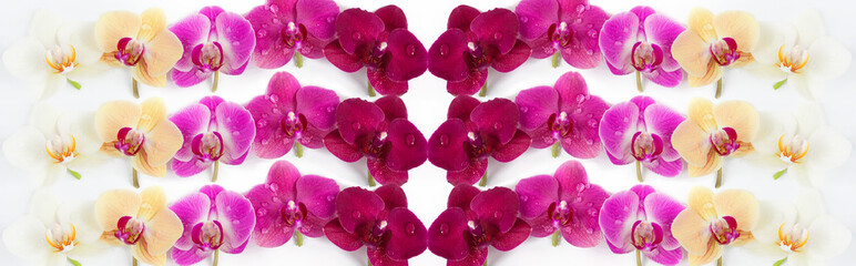 pattern with orchids flowers with water drops on it on white background