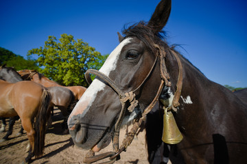 Obraz premium Equine portrait of brown horse at midday.