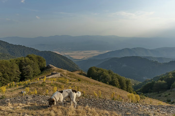 Mountain landscape with mullein or Verbascum flower,and sheep-dog at Central Balkan mountain, Beklemeto or Trojan pass, Stara Planiana, Bulgaria