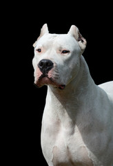 Obraz premium Portrait of white dogo argentino isolated on black 