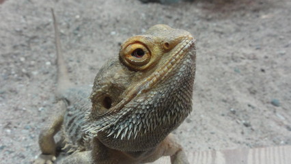 Agame (pogona vitticeps)