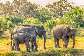 Sri Lanka: group of wild elephants in jungle of Yala National Park 

