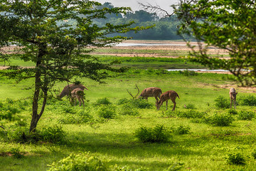 Naklejka na ściany i meble Sri Lankan Axis Spotted Deer in Yala National Park 