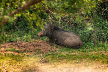 Wild boar (Sus scrofa) in Yala National Park 
