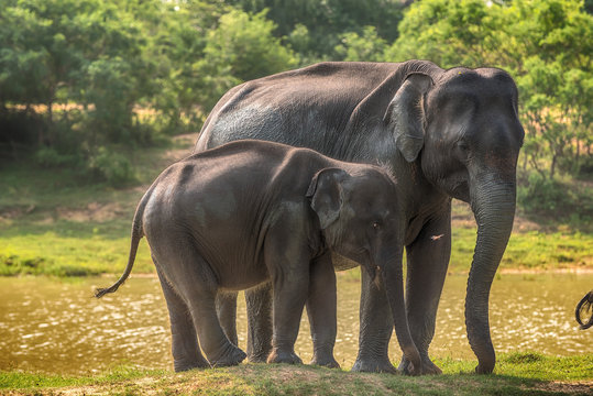 Fototapeta Sri Lanka: family of wild elephants in jungle of Yala National Park     