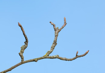 Uneven dry twig