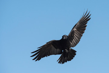 Obraz premium Carrion Crow, Crow, Corvus Corone