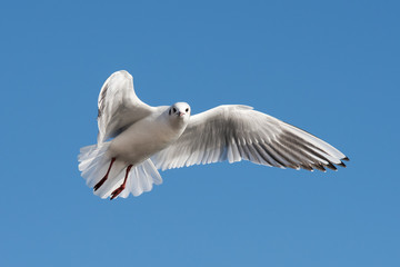 Black-headed Gull, Chroicocephalus ridibundus