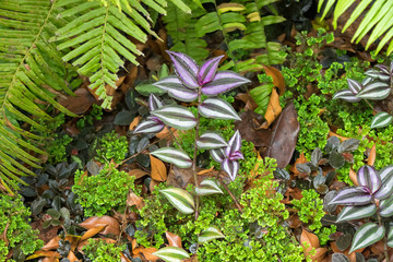 Closeup photo of Inchplant, Wandering jew (Tradescantia zebrina Hort ex Boss) growing among moss...