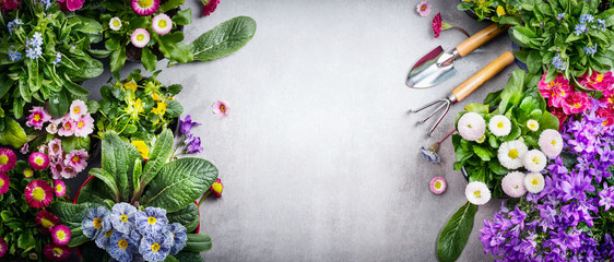 Floral gardening background with variety of colorful garden flowers and gardening tools on concrete...