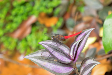 Spine-tufted Skimmer dragonfly, Crimson-tailed Marsh Hawk (Orthetrum chrysis) on Inchplant,...