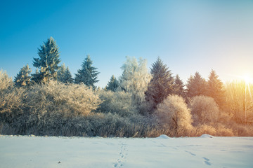 Winter landscape. Frost on the trees