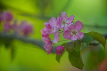 Buds organic apples on  beautiful background