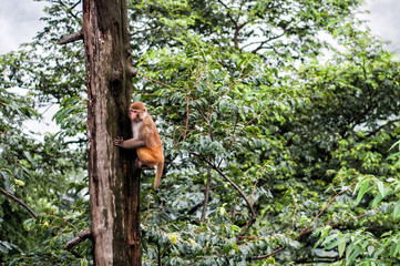 Monkey climbing a tree