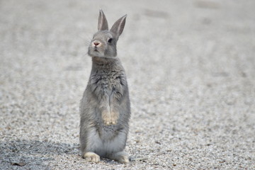 たっちうさぎ