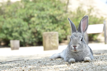 はいいろうさぎ