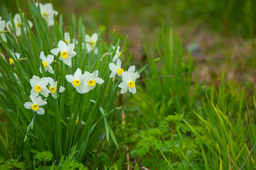 beautiful background image of autumn yellow daffodils