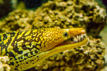 Mediterranean moray also known as the Saint Helena 