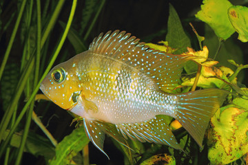 Hellers gold cichlid (Thorichthys helleri) - male