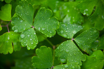 Aquilegia beautiful large leaves with dew on green background