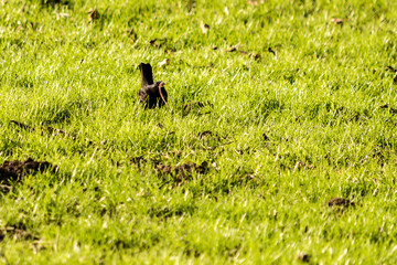 Blackbird Eating A Worm
