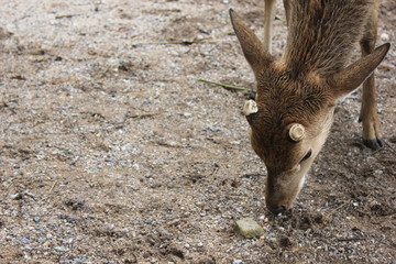 Young deer eating © Aleksey V. Konovalov