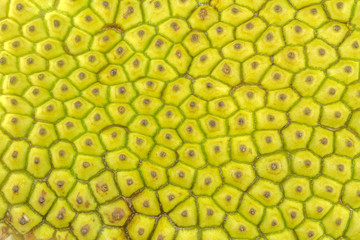  peau de jaque, fruit du jacquier, artocarpus heterophyllus