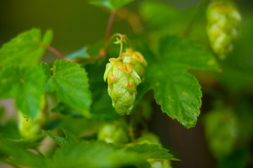 beautiful fresh green hops on  bush