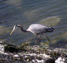 Canadian Heron