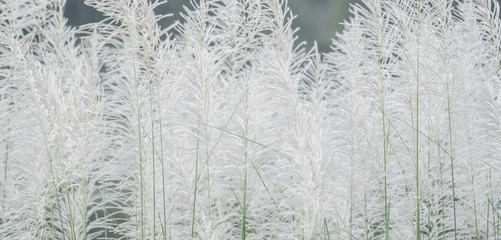 background White grass flower of reed plant in autumn