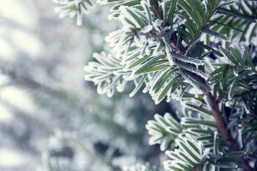 a sprig of spruce covered with snow